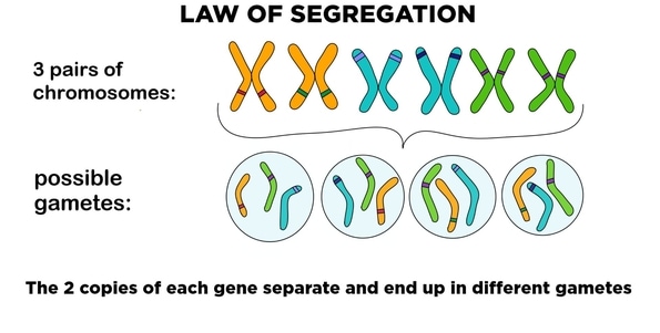 genetics_mendel_law_of_segregation agric classnotesng