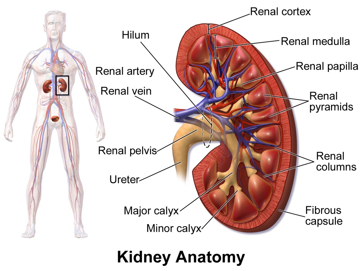 kidney anatomy regulation of internal environment biology classnotesng