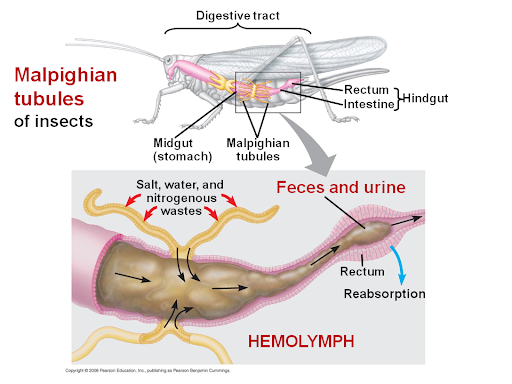 malpighian tubule excretion in lower organisms biology