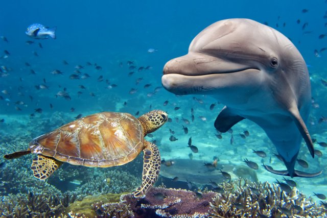 marine habitat biology classnotesng