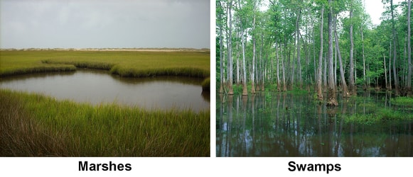 marshes and swamps habitat biology classnotesng
