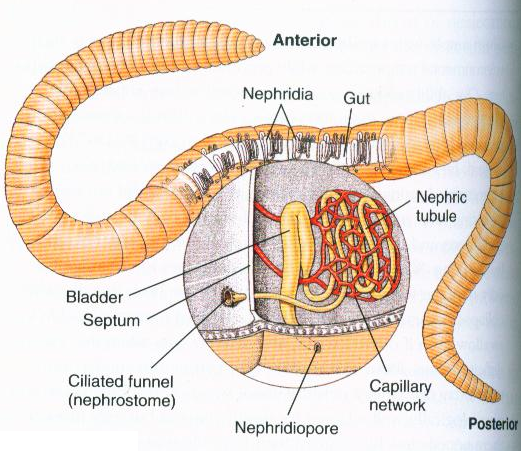 nephridium earthworm excretion in lower organisms biology