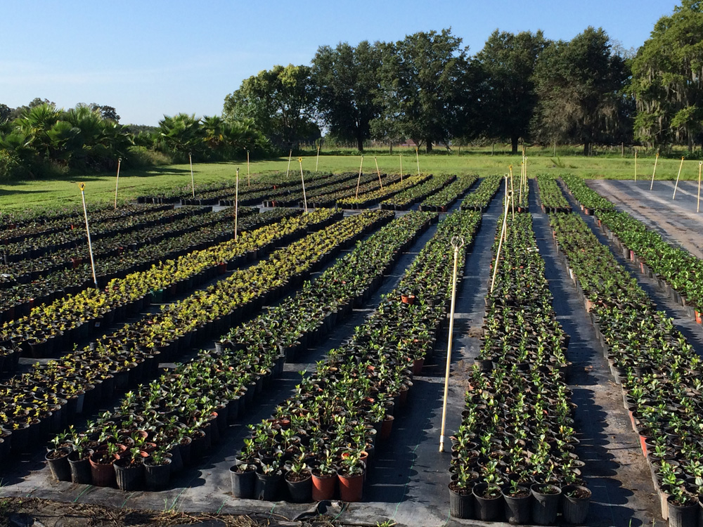 Cultural practices classnotes.ng