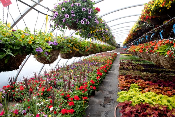 ornamental flowers agric classnotesng