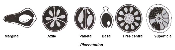 placentation reproduction in plants biology classnotesng