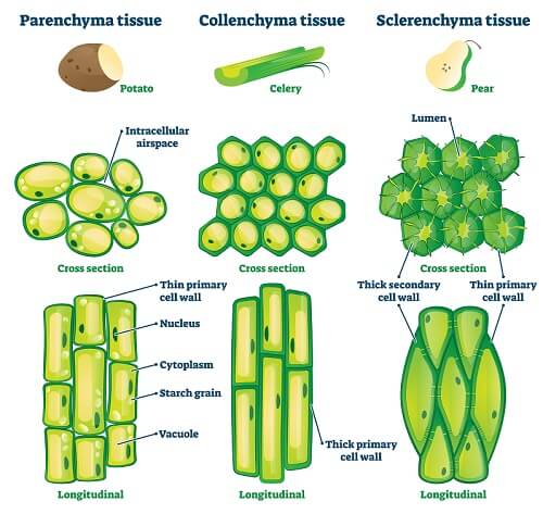 plant Tissue_types biology classnotesng