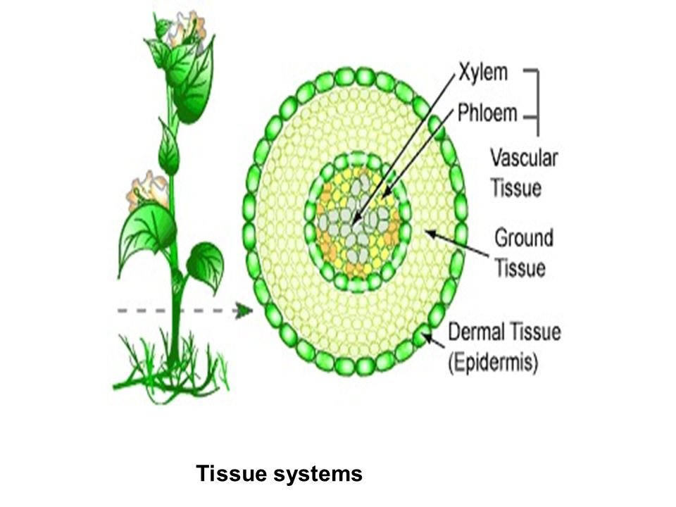 ground tissue diagram