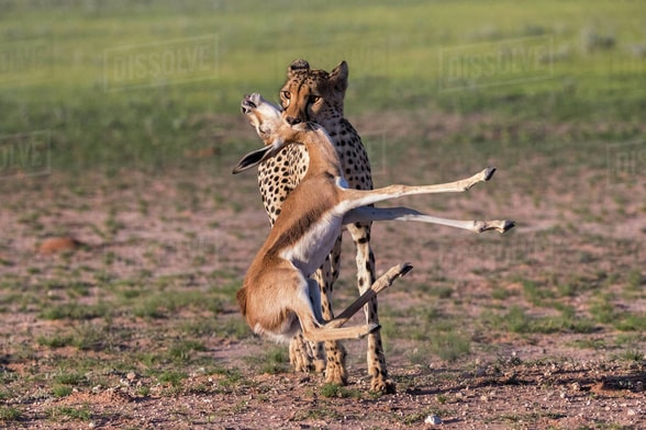 predation biology classnotesng