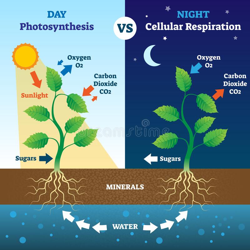 respiration in plants biology classnotesng