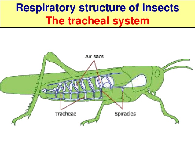respiratory system of insects biology classnotesng