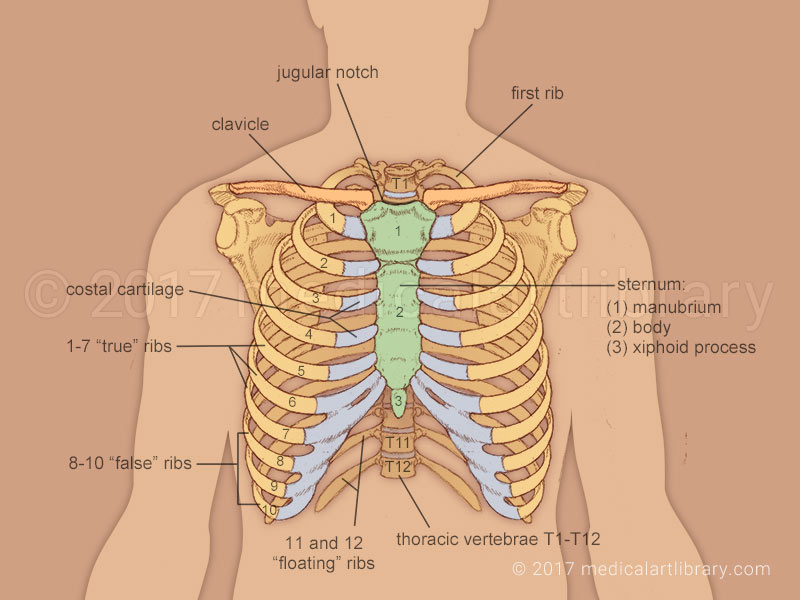 ribcage skeletal system biology
