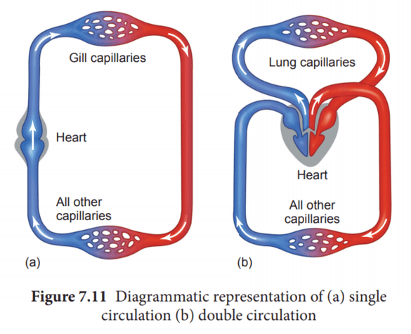 single vs double urculation biology classnotesnng