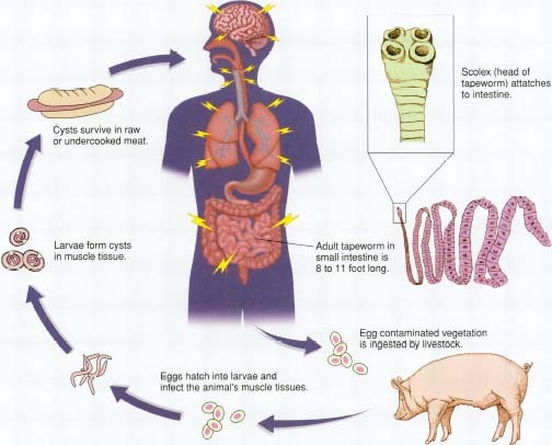 tapeworm parasitism biology classnotesng