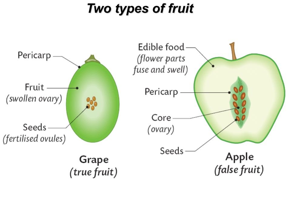 true fruit and flase fruits biology 