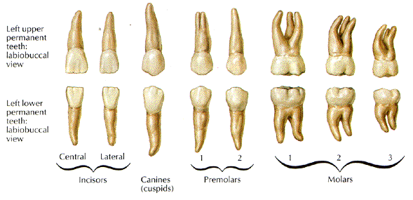 types of teeth biology classnotesng