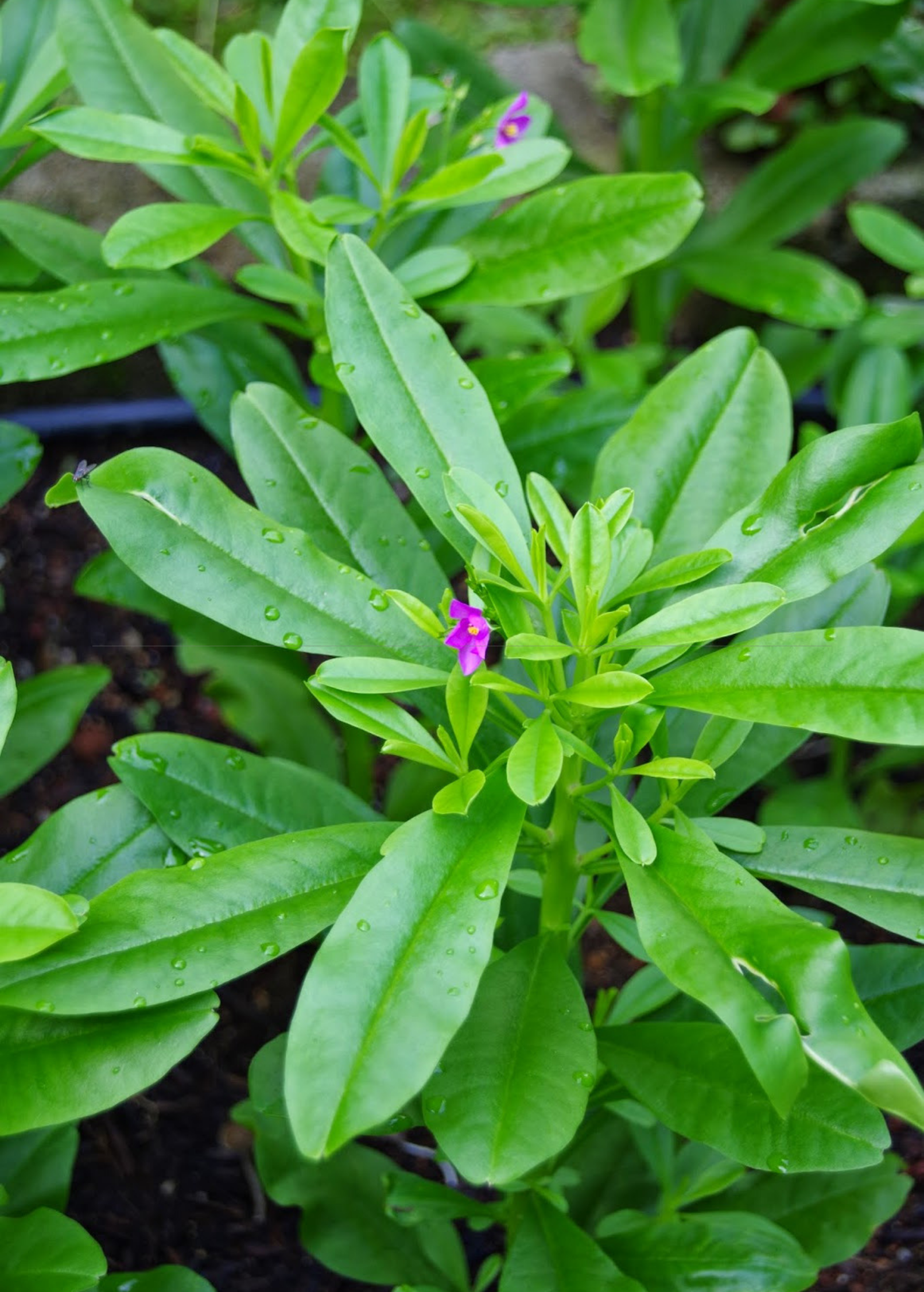 water leaf common weeds in the farm agric science classnotesng