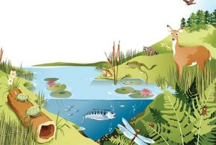 wildlife animals biology classnotesng