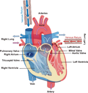 THE HUMAN CIRCULATORY SYSTEM - ClassNotes.ng