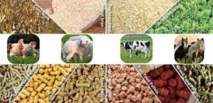 COMPONENTS OF ANIMAL FEEDS - ClassNotes.ng