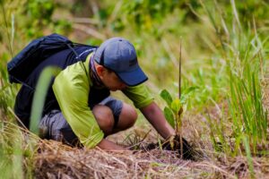 Importance of Sun For Plants 