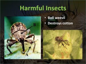 Chasing Insects Away
