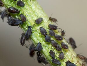 Damages Caused By Harmful Insects 