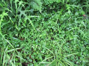 The Power of Soil
