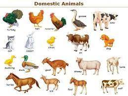 Classification of Animals based on habitat 