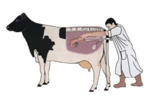 advantages and disadvantages of artificial insemination