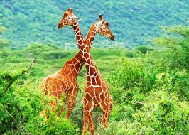 breeding and hybridization