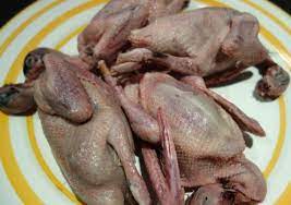 pigeon