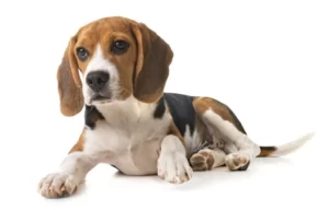 Dog Phonological and Phonemic Awareness I