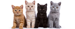 Cat Phonological and Phonemic Awareness I