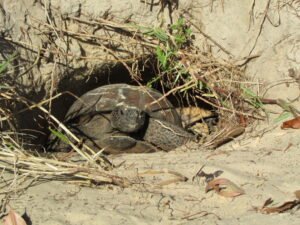 Importance of Soil to Animals - ClassNotes.ng