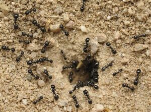 Ants 