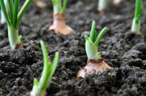 Growing Our Food