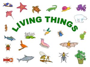 Learning About Other Living Things
