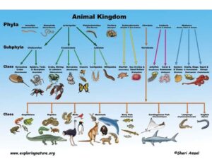 The Animal Kingdom Chart 