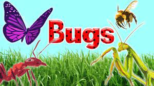 bugs