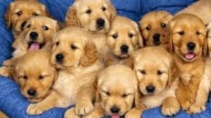 puppy