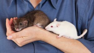 rats