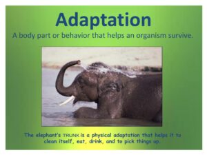 Adaptations