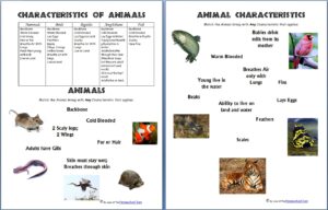 Animal Characteristics 