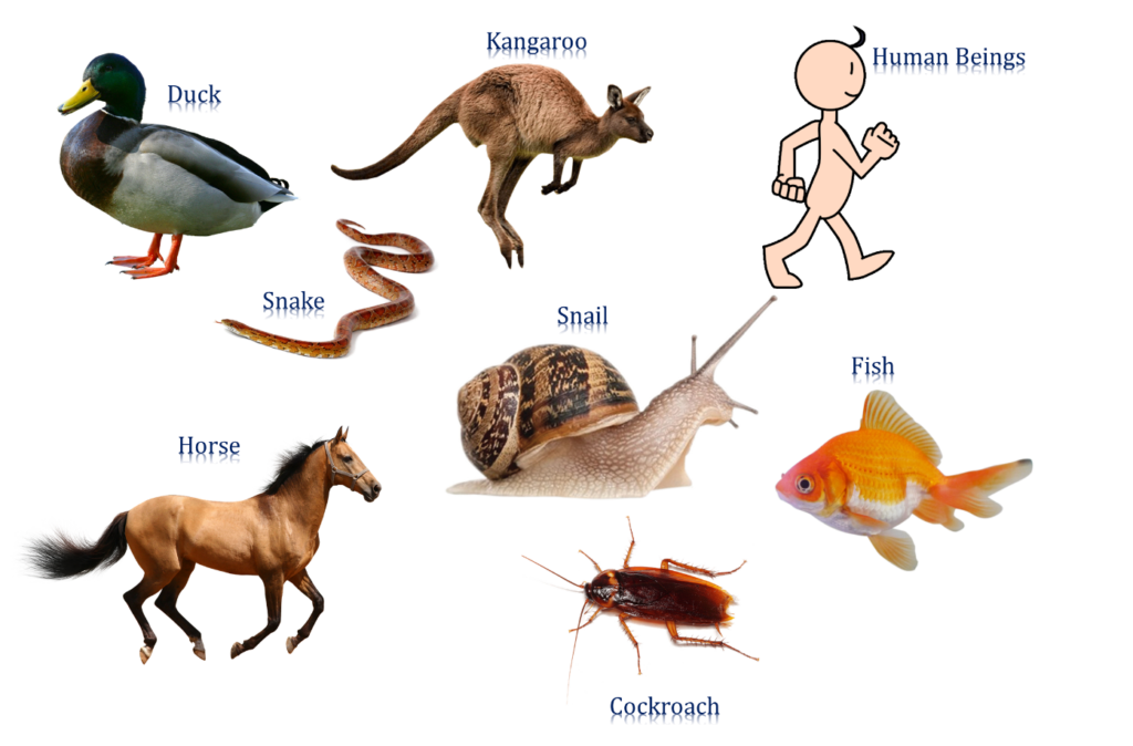 Animals | Discussing Characteristics - ClassNotes.ng