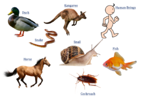 Animal Characteristics 