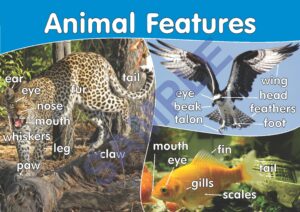 Animal Features