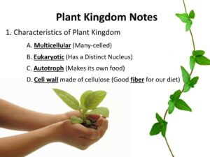 Characteristics of plants 