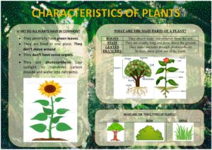 Characteristics of plants 