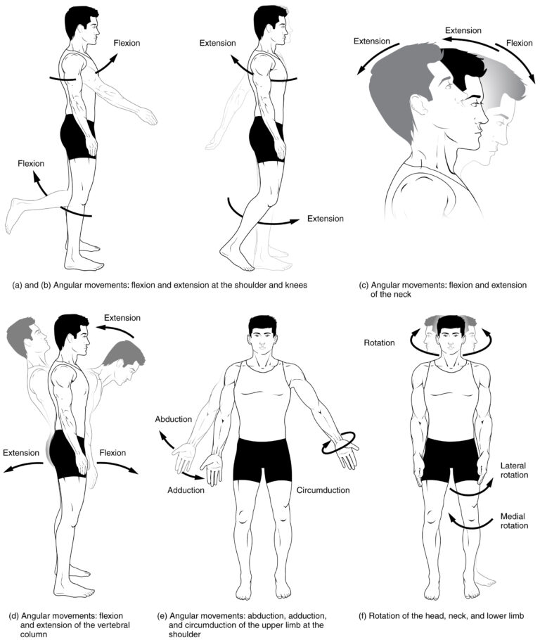 Basic Movements - moving our body parts - Class Notes