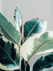 Plants | Observing the Features